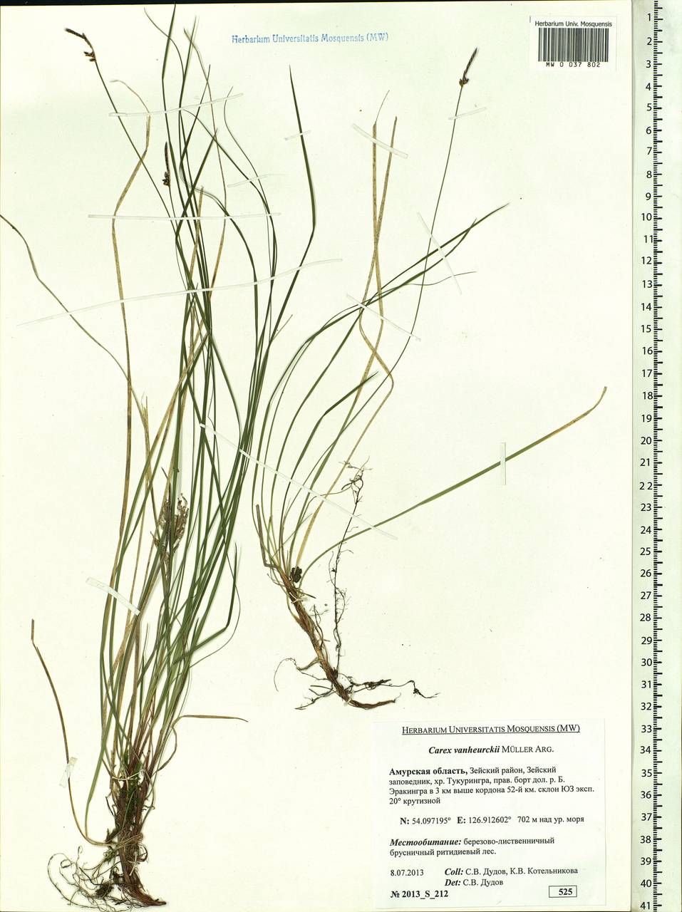 Carex vanheurckii, Siberia, Russian Far East (S6) (Russia)