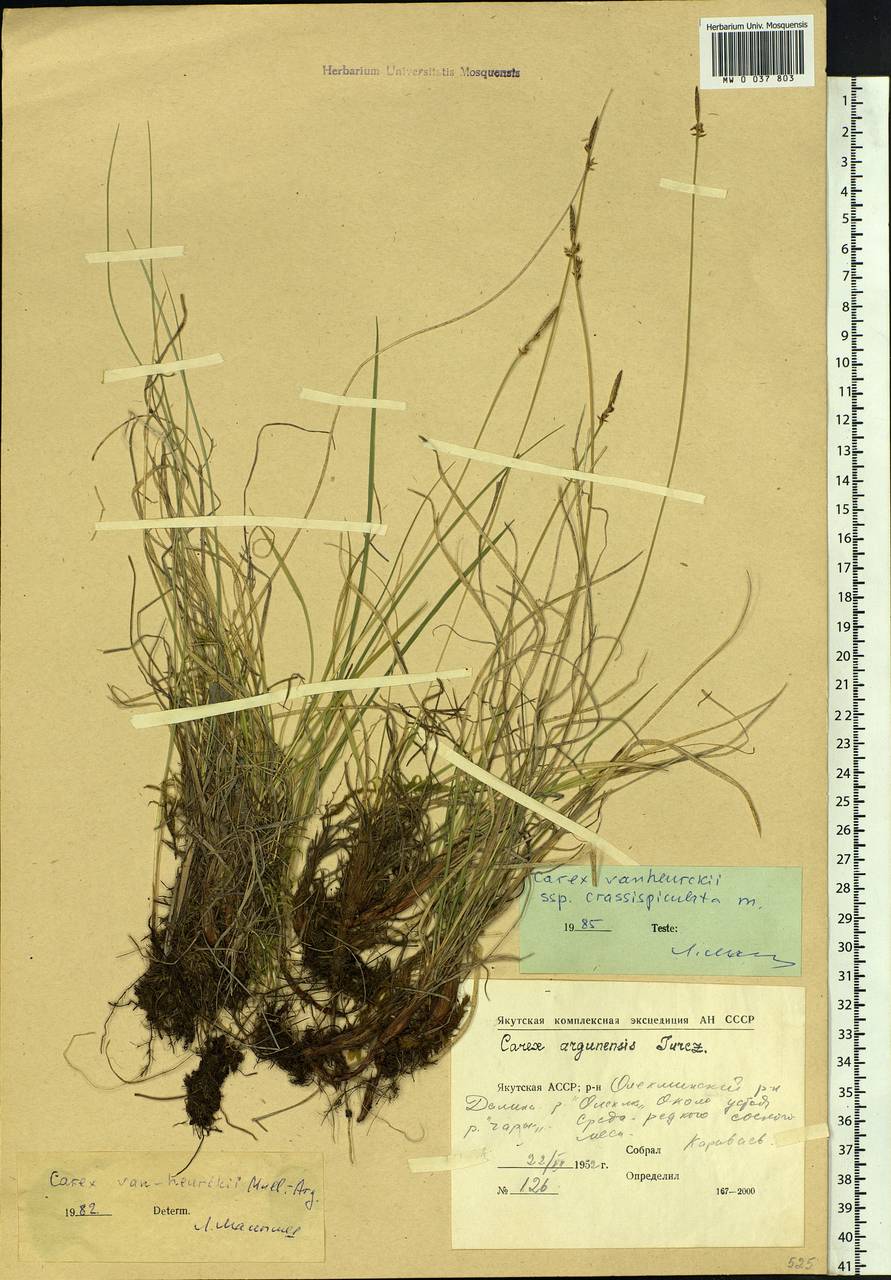 Carex vanheurckii Müll.Arg., Siberia, Yakutia (S5) (Russia)