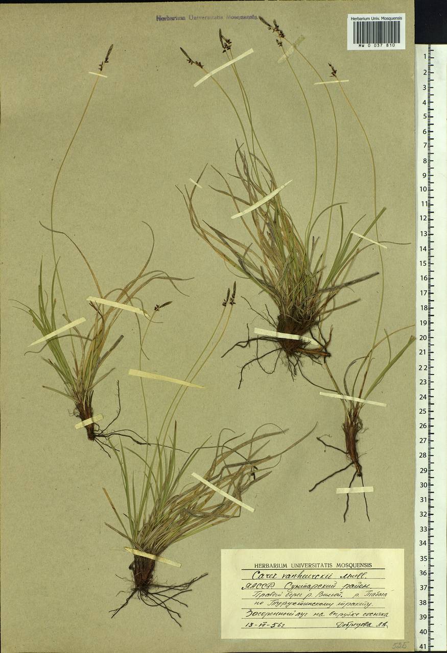 Carex vanheurckii, Siberia, Yakutia (S5) (Russia)