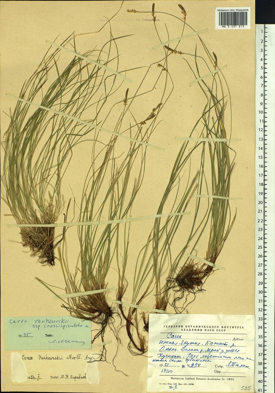 Carex vanheurckii, Siberia, Yakutia (S5) (Russia)