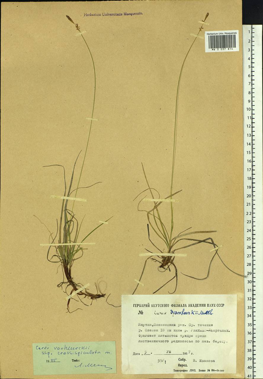 Carex vanheurckii Müll.Arg., Siberia, Yakutia (S5) (Russia)