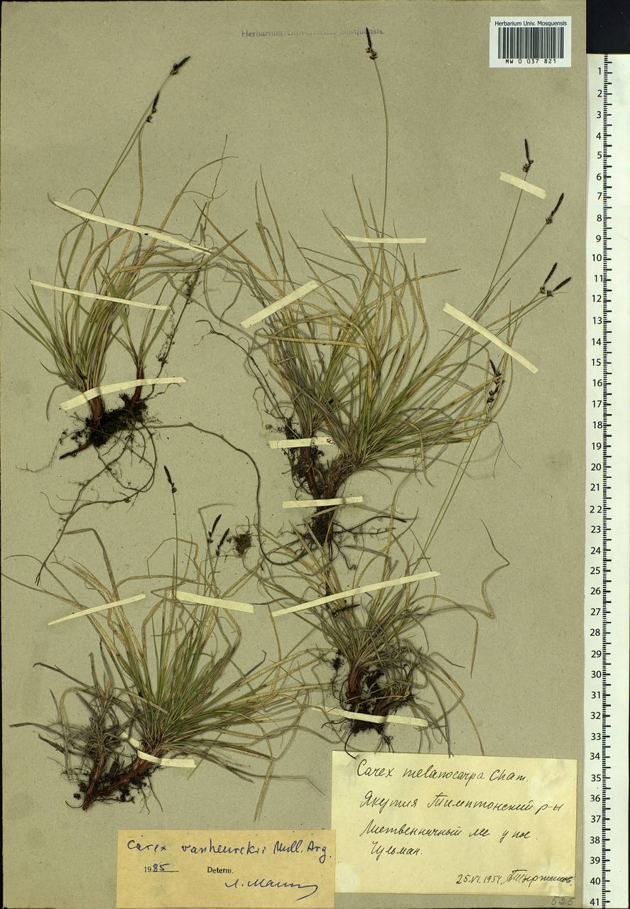 Carex vanheurckii Müll.Arg., Siberia, Yakutia (S5) (Russia)