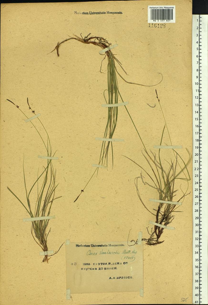 Carex vanheurckii, Siberia, Yakutia (S5) (Russia)