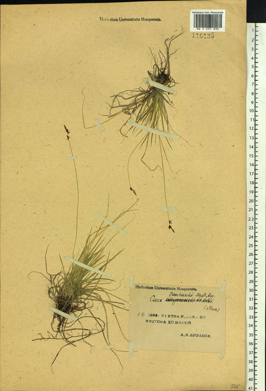 Carex vanheurckii, Siberia, Yakutia (S5) (Russia)