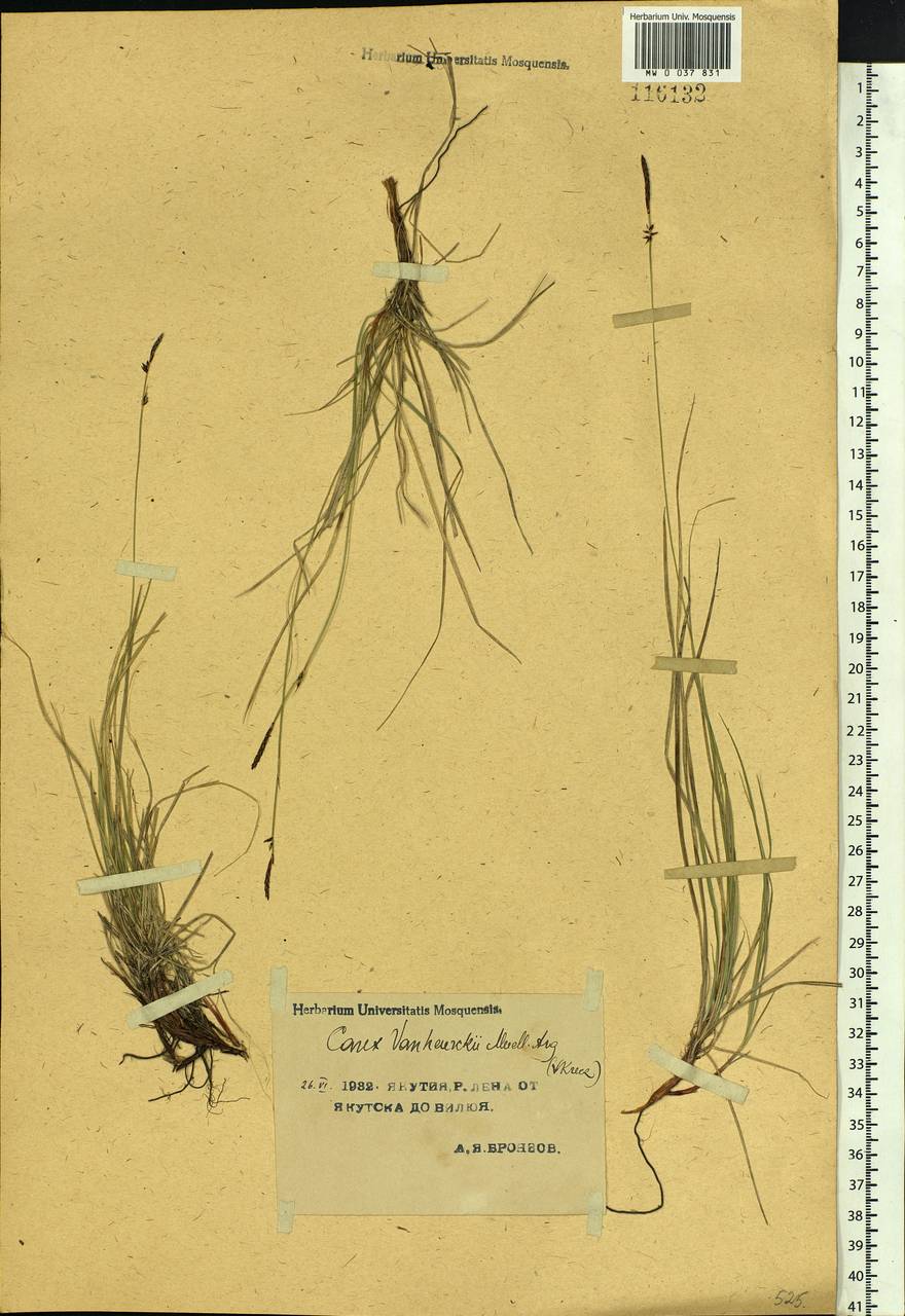 Carex vanheurckii, Siberia, Yakutia (S5) (Russia)