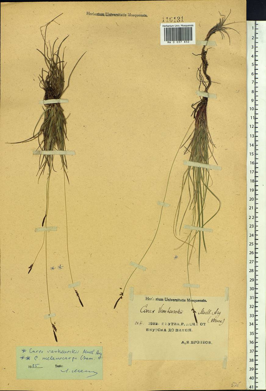 Carex vanheurckii Müll.Arg., Siberia, Yakutia (S5) (Russia)