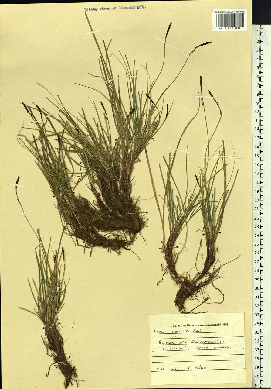 Carex vanheurckii Müll.Arg., Siberia, Yakutia (S5) (Russia)