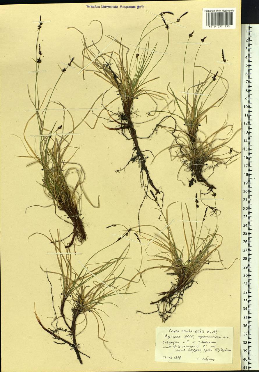 Carex vanheurckii Müll.Arg., Siberia, Yakutia (S5) (Russia)