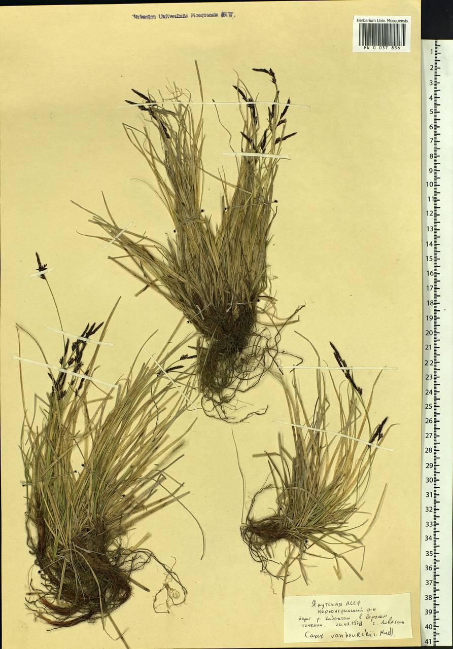 Carex vanheurckii Müll.Arg., Siberia, Yakutia (S5) (Russia)