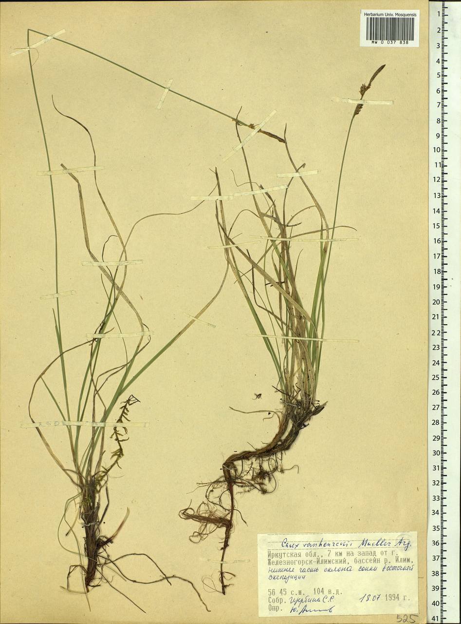 Carex vanheurckii Müll.Arg., Siberia, Baikal & Transbaikal region (S4) (Russia)