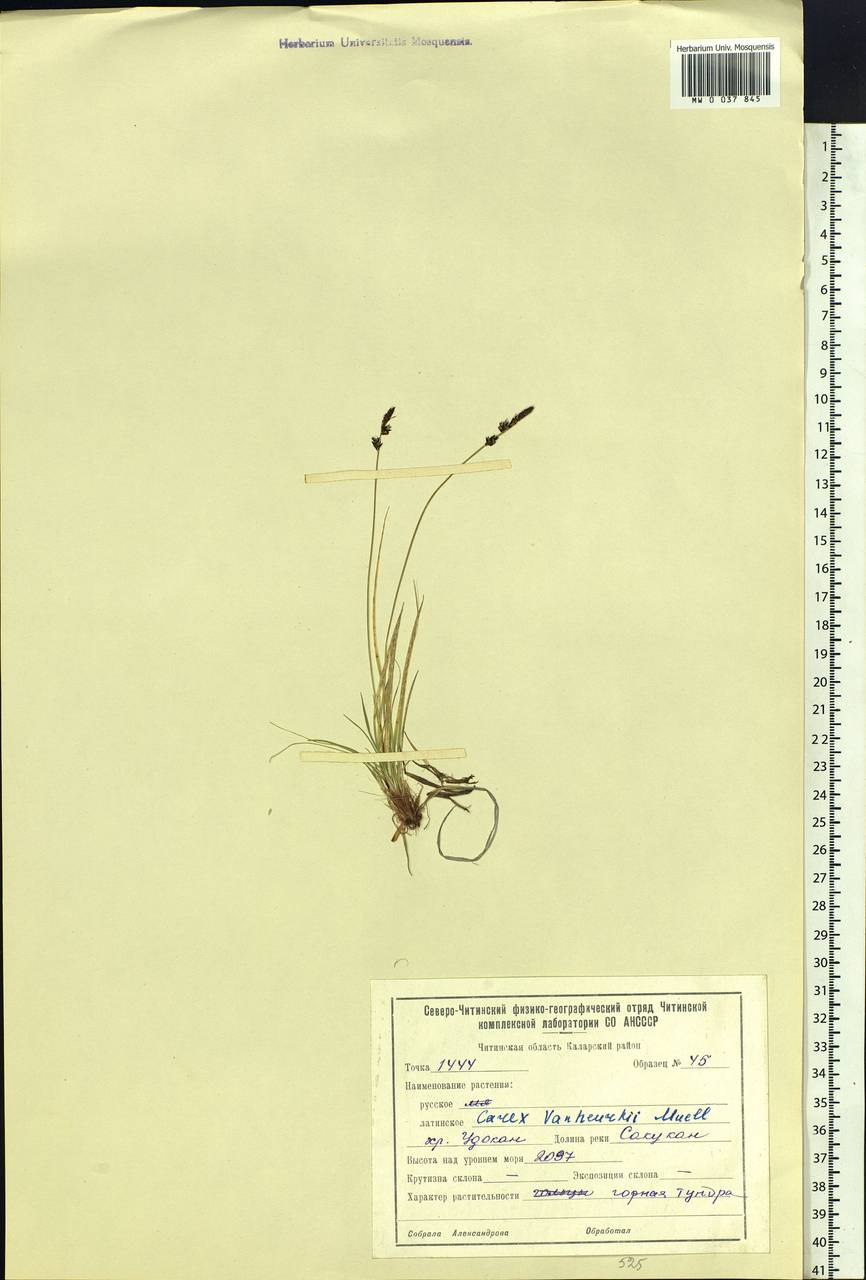 Carex vanheurckii Müll.Arg., Siberia, Baikal & Transbaikal region (S4) (Russia)