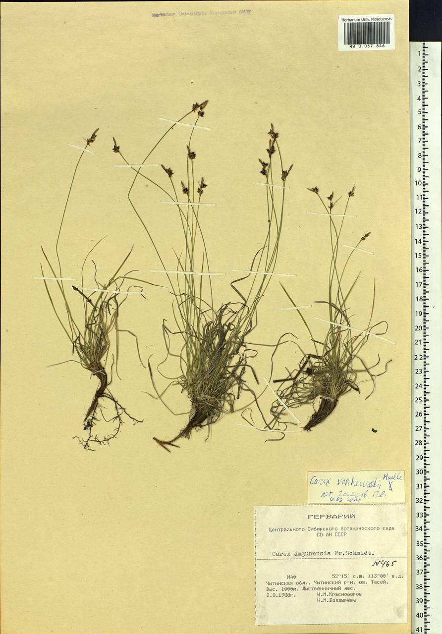 Carex vanheurckii, Siberia, Baikal & Transbaikal region (S4) (Russia)