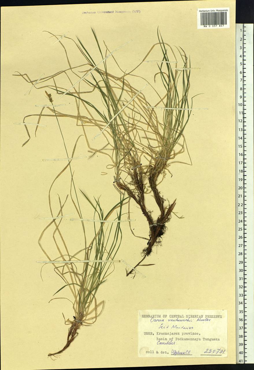 Carex vanheurckii, Siberia, Central Siberia (S3) (Russia)