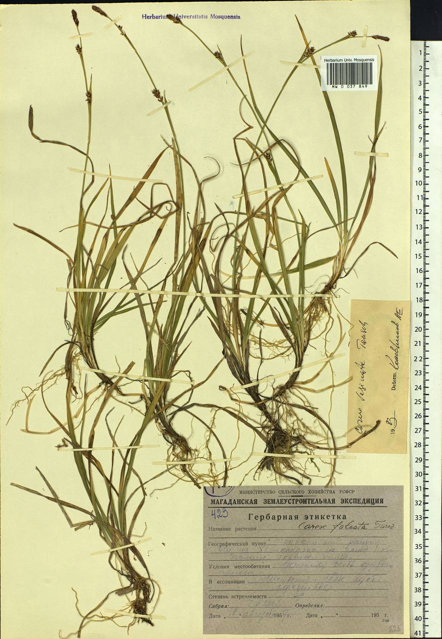 Carex vaginata Tausch, Siberia, Russian Far East (S6) (Russia)