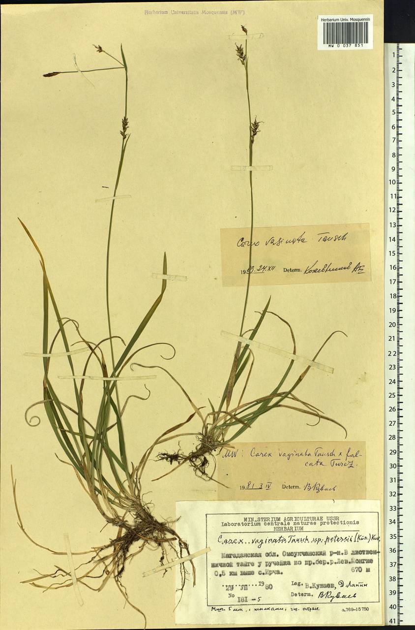 Carex vaginata Tausch, Siberia, Chukotka & Kamchatka (S7) (Russia)