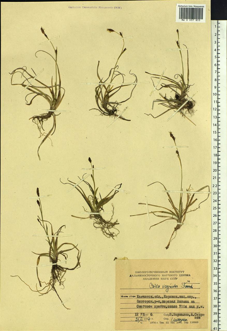 Carex vaginata Tausch, Siberia, Chukotka & Kamchatka (S7) (Russia)