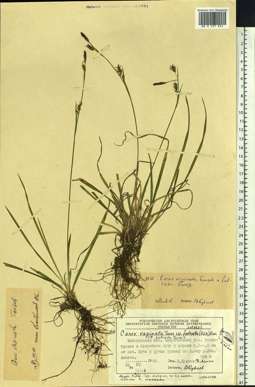 Carex vaginata Tausch, Siberia, Chukotka & Kamchatka (S7) (Russia)