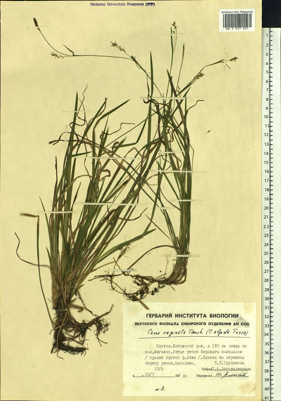 Carex vaginata Tausch, Siberia, Yakutia (S5) (Russia)