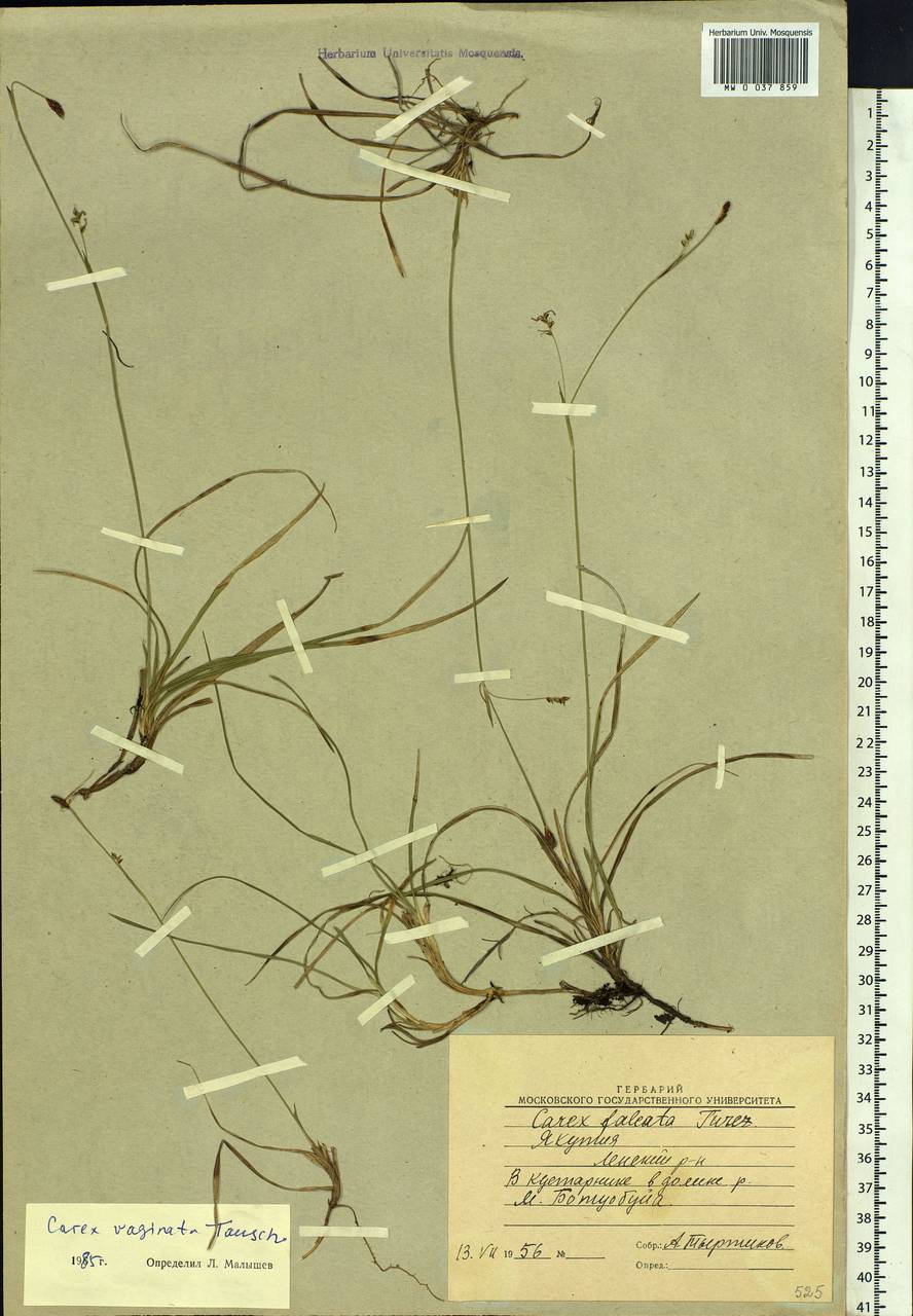 Carex vaginata Tausch, Siberia, Yakutia (S5) (Russia)