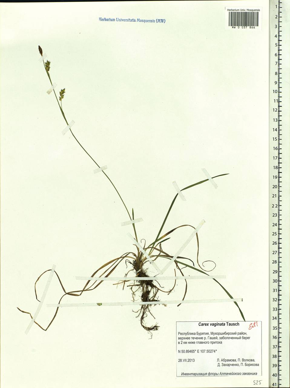 Carex vaginata Tausch, Siberia, Baikal & Transbaikal region (S4) (Russia)