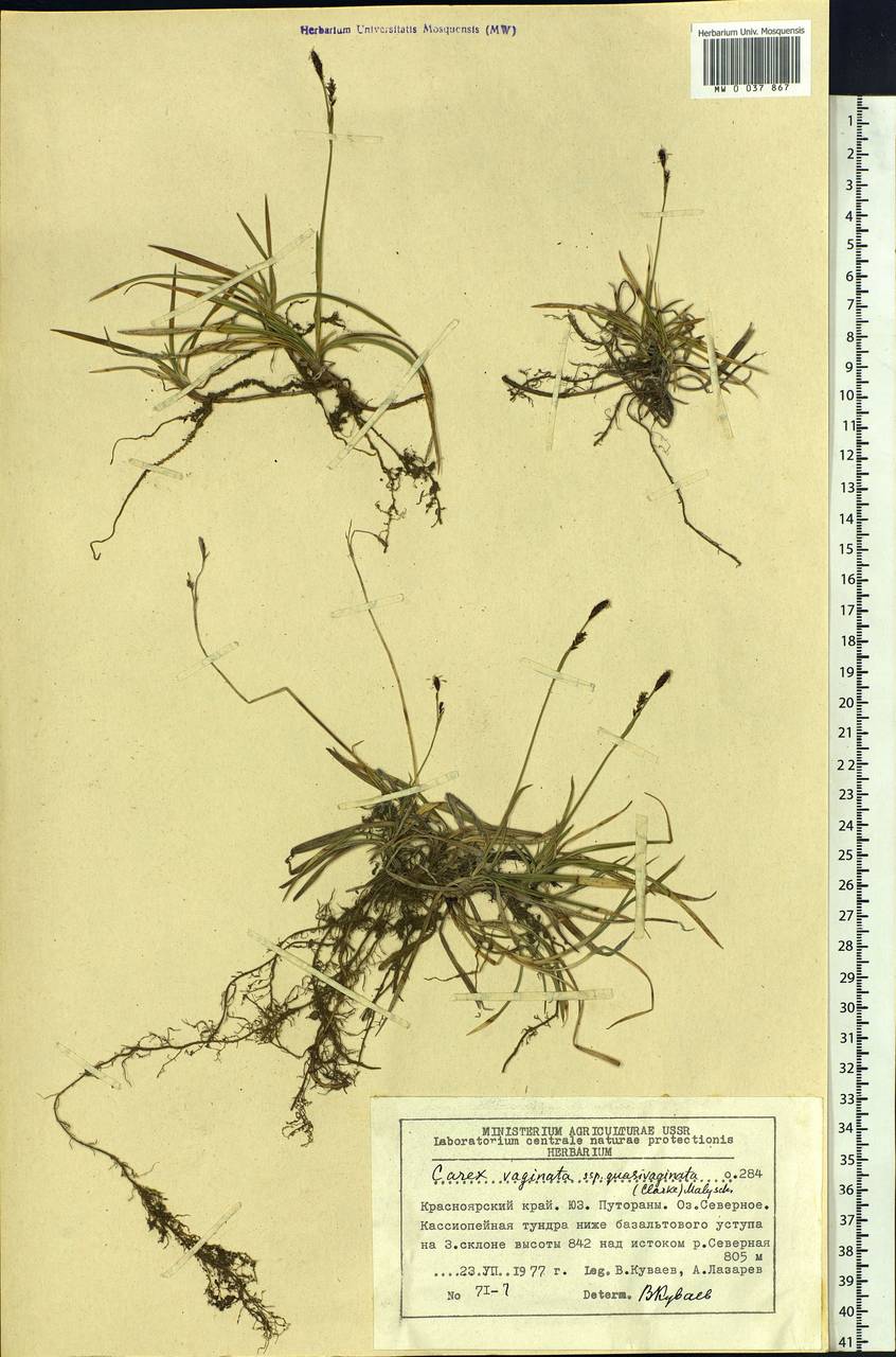 Carex vaginata Tausch, Siberia, Central Siberia (S3) (Russia)