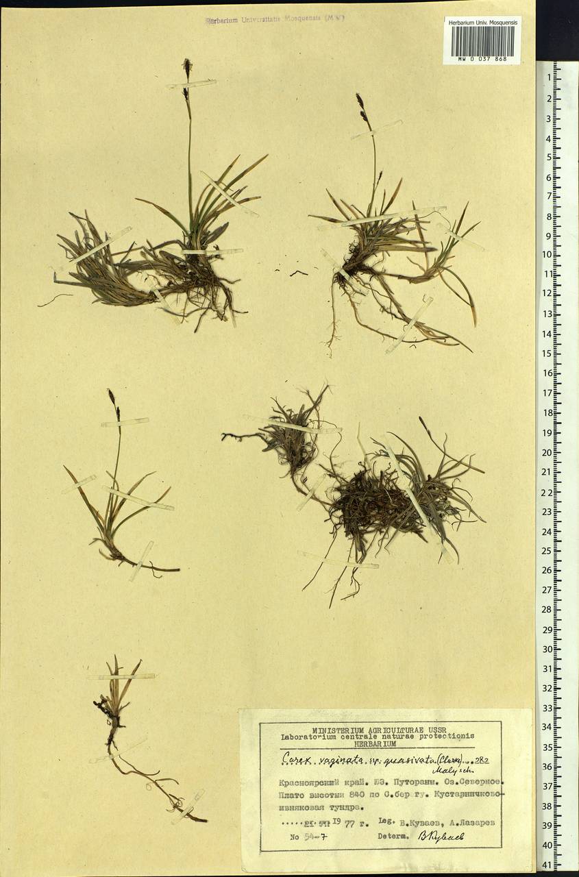 Carex vaginata Tausch, Siberia, Central Siberia (S3) (Russia)