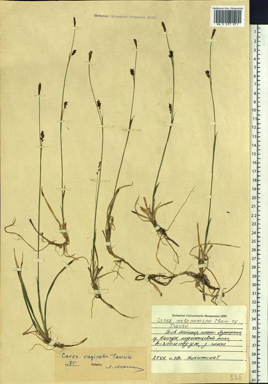 Carex vaginata Tausch, Siberia, Central Siberia (S3) (Russia)