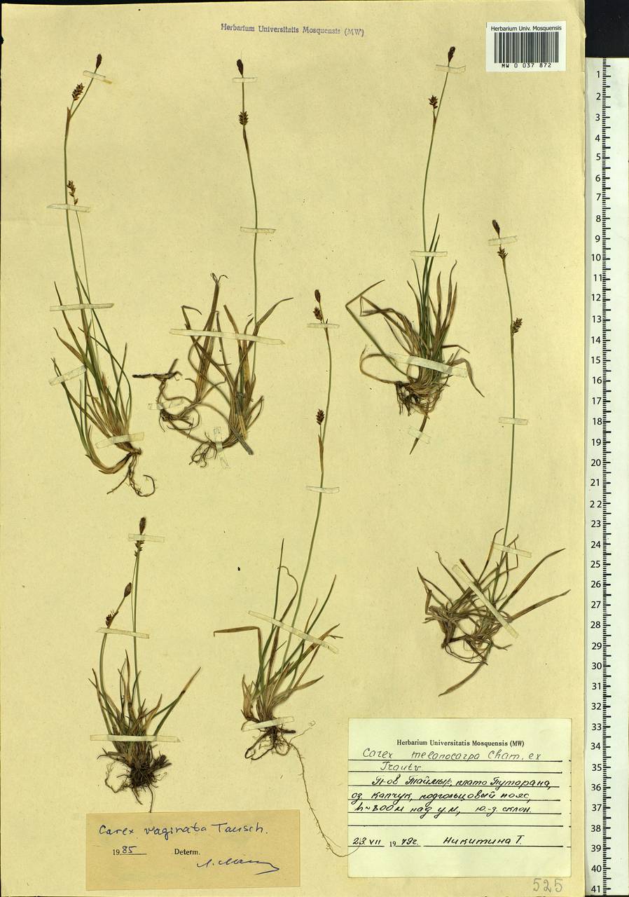 Carex vaginata Tausch, Siberia, Central Siberia (S3) (Russia)