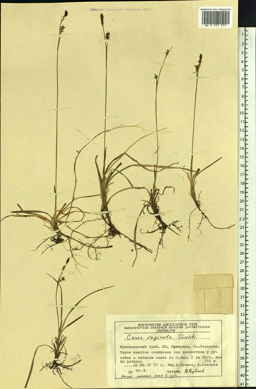 Carex vaginata Tausch, Siberia, Central Siberia (S3) (Russia)