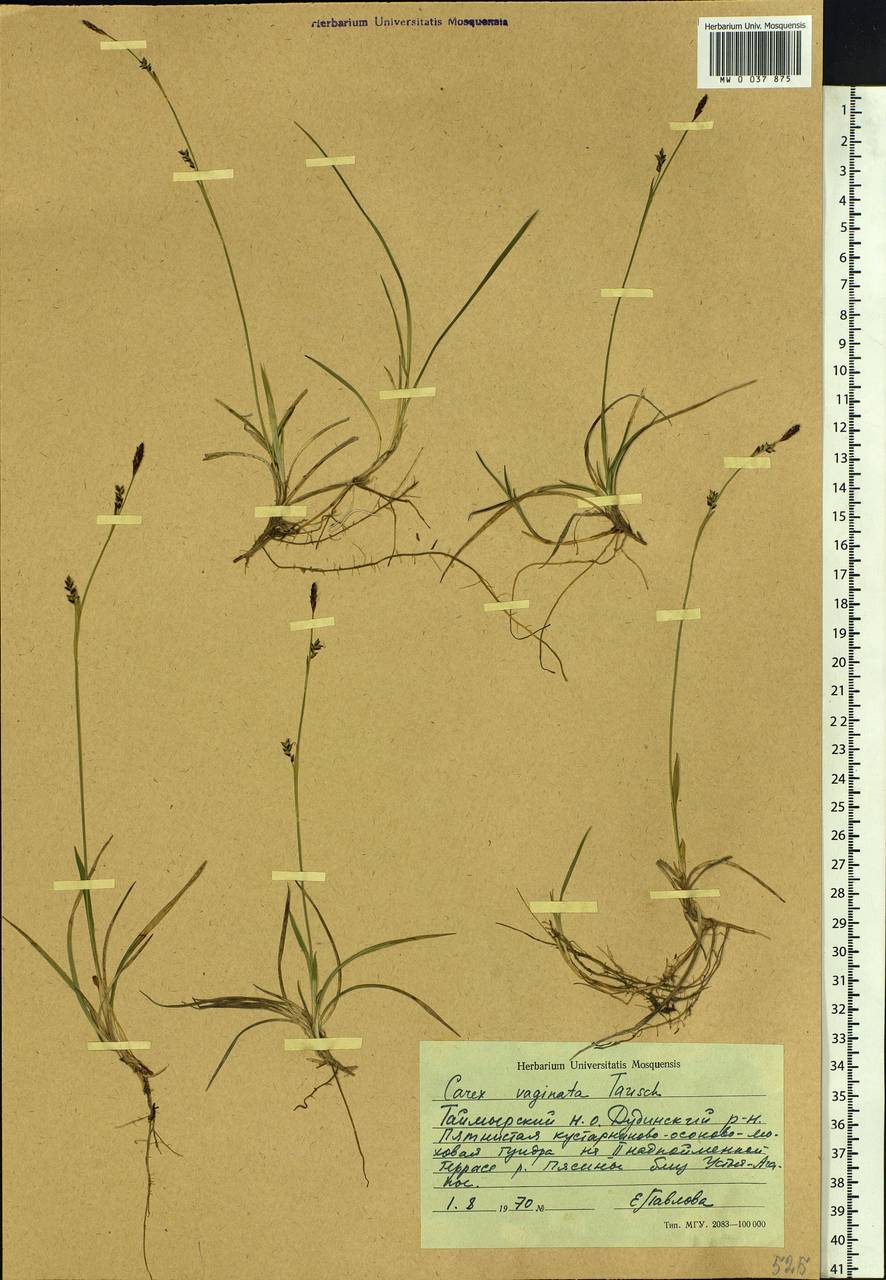 Carex vaginata Tausch, Siberia, Central Siberia (S3) (Russia)