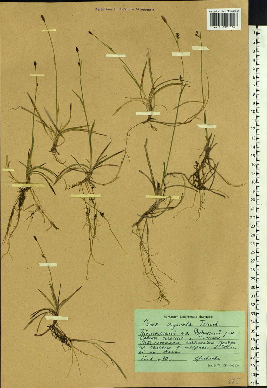 Carex vaginata Tausch, Siberia, Central Siberia (S3) (Russia)