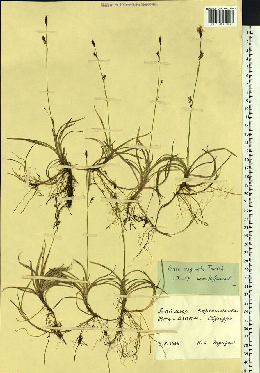 Carex vaginata Tausch, Siberia, Central Siberia (S3) (Russia)