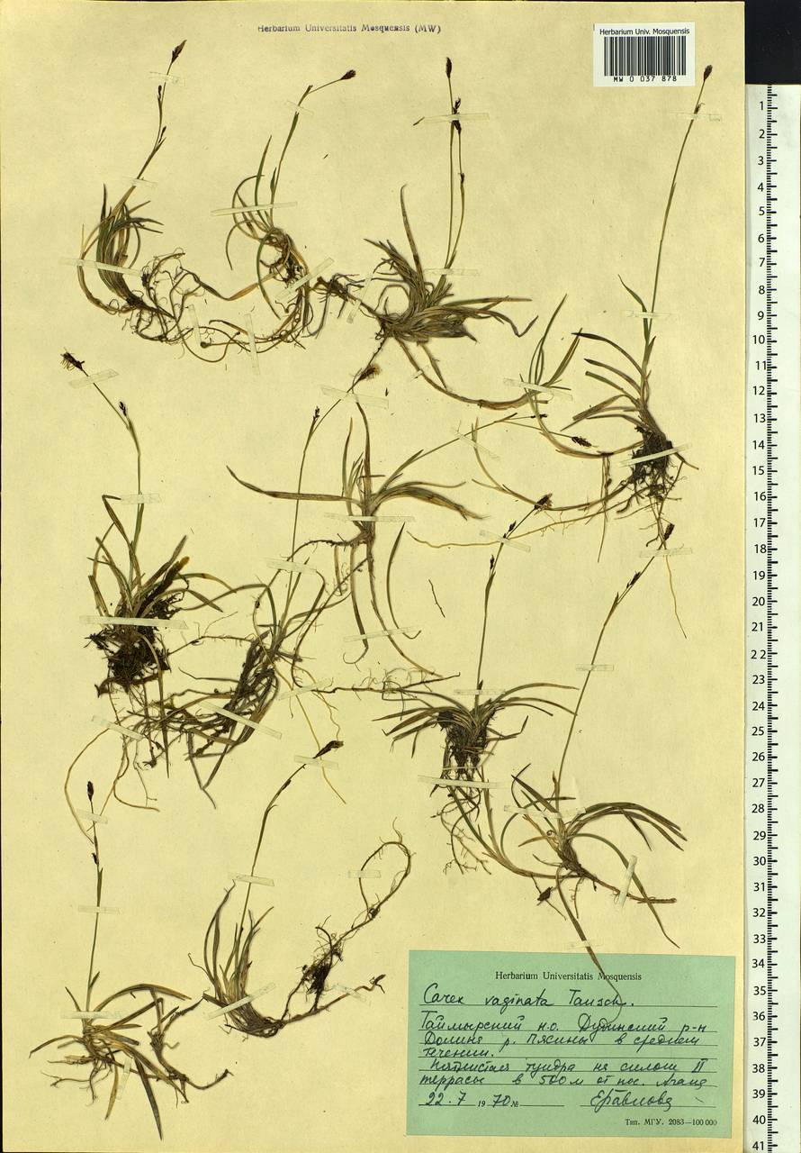 Carex vaginata Tausch, Siberia, Central Siberia (S3) (Russia)
