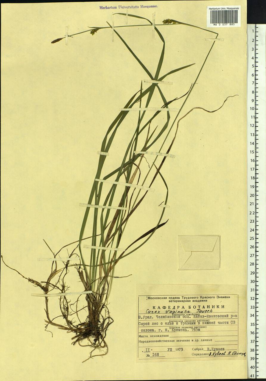 Carex vaginata Tausch, Eastern Europe, Eastern region (E10) (Russia)
