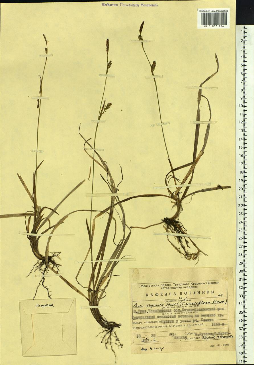 Carex vaginata Tausch, Eastern Europe, Eastern region (E10) (Russia)