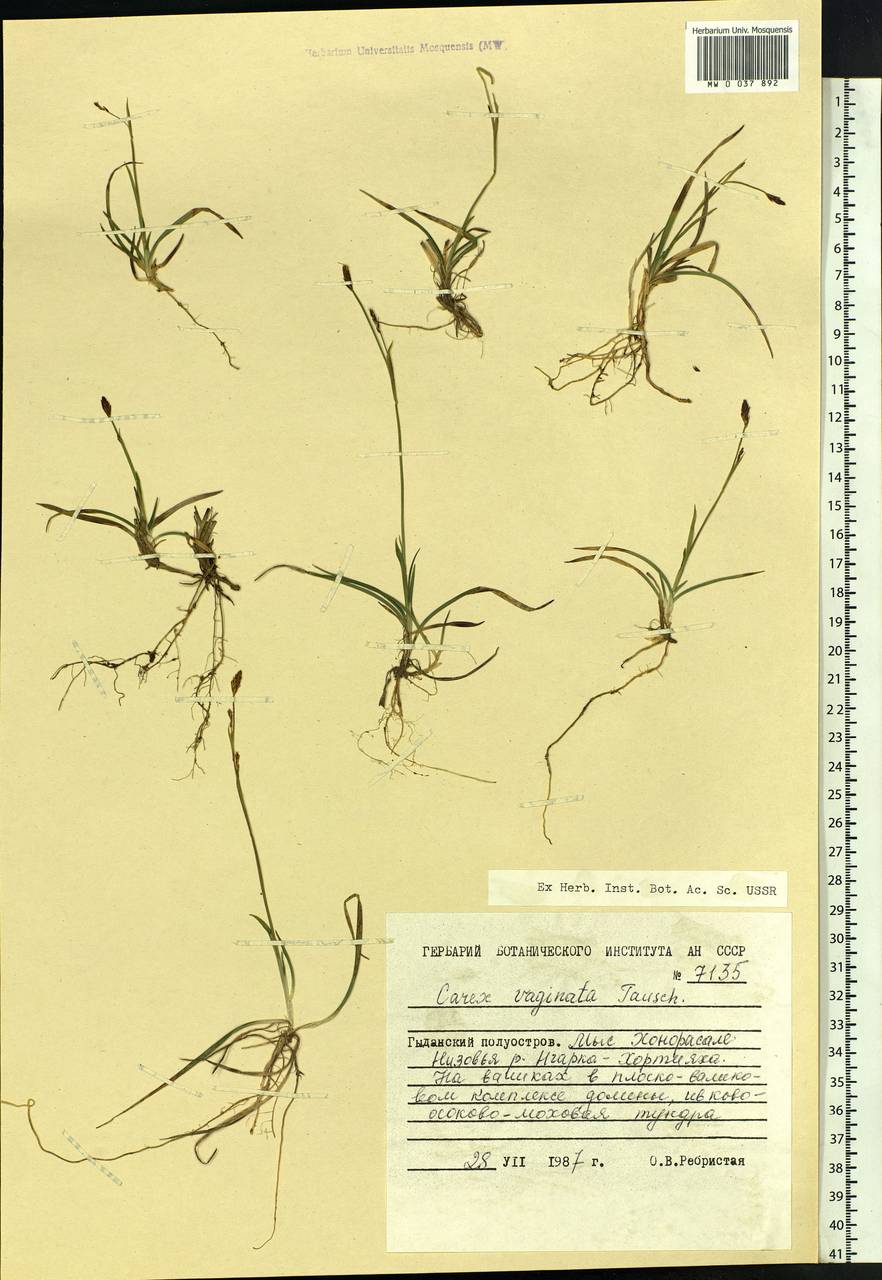 Carex vaginata Tausch, Siberia, Western Siberia (S1) (Russia)