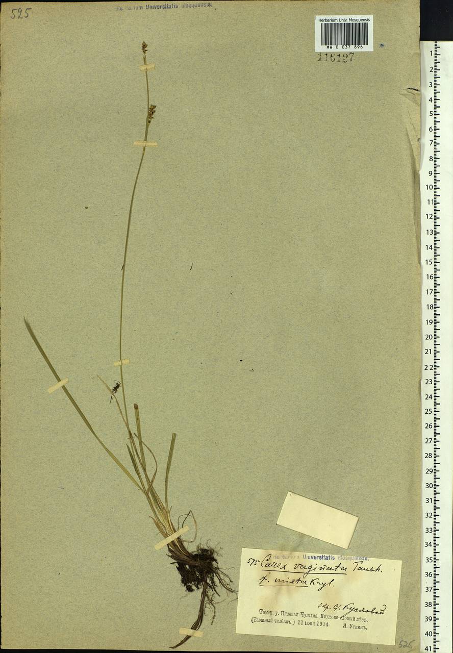 Carex vaginata Tausch, Siberia, Western Siberia (S1) (Russia)