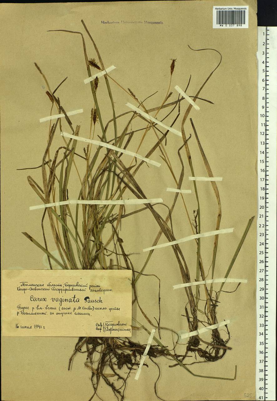 Carex vaginata Tausch, Siberia, Western Siberia (S1) (Russia)