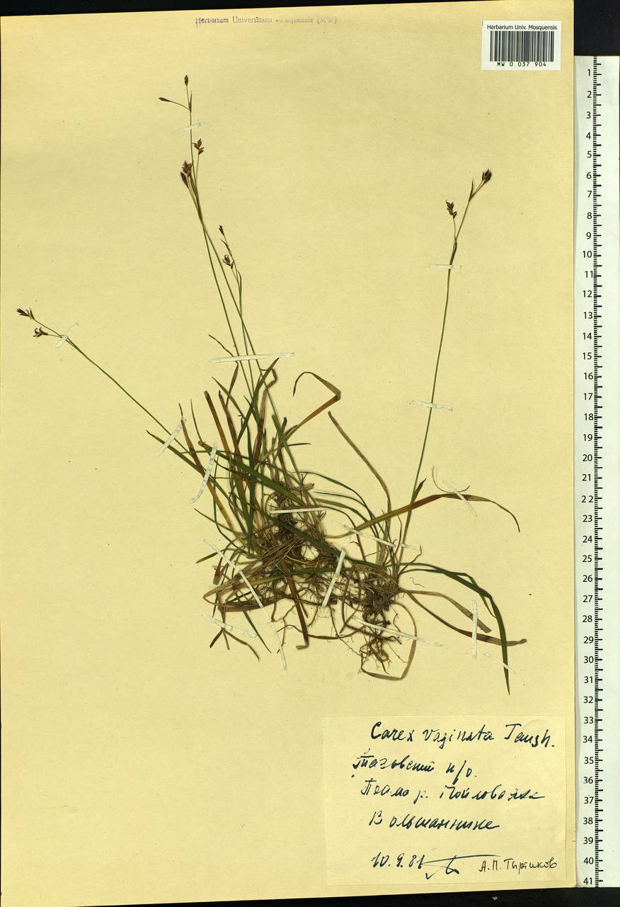 Carex vaginata Tausch, Siberia, Western Siberia (S1) (Russia)