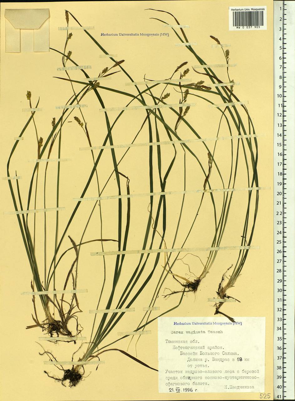 Carex vaginata Tausch, Siberia, Western Siberia (S1) (Russia)