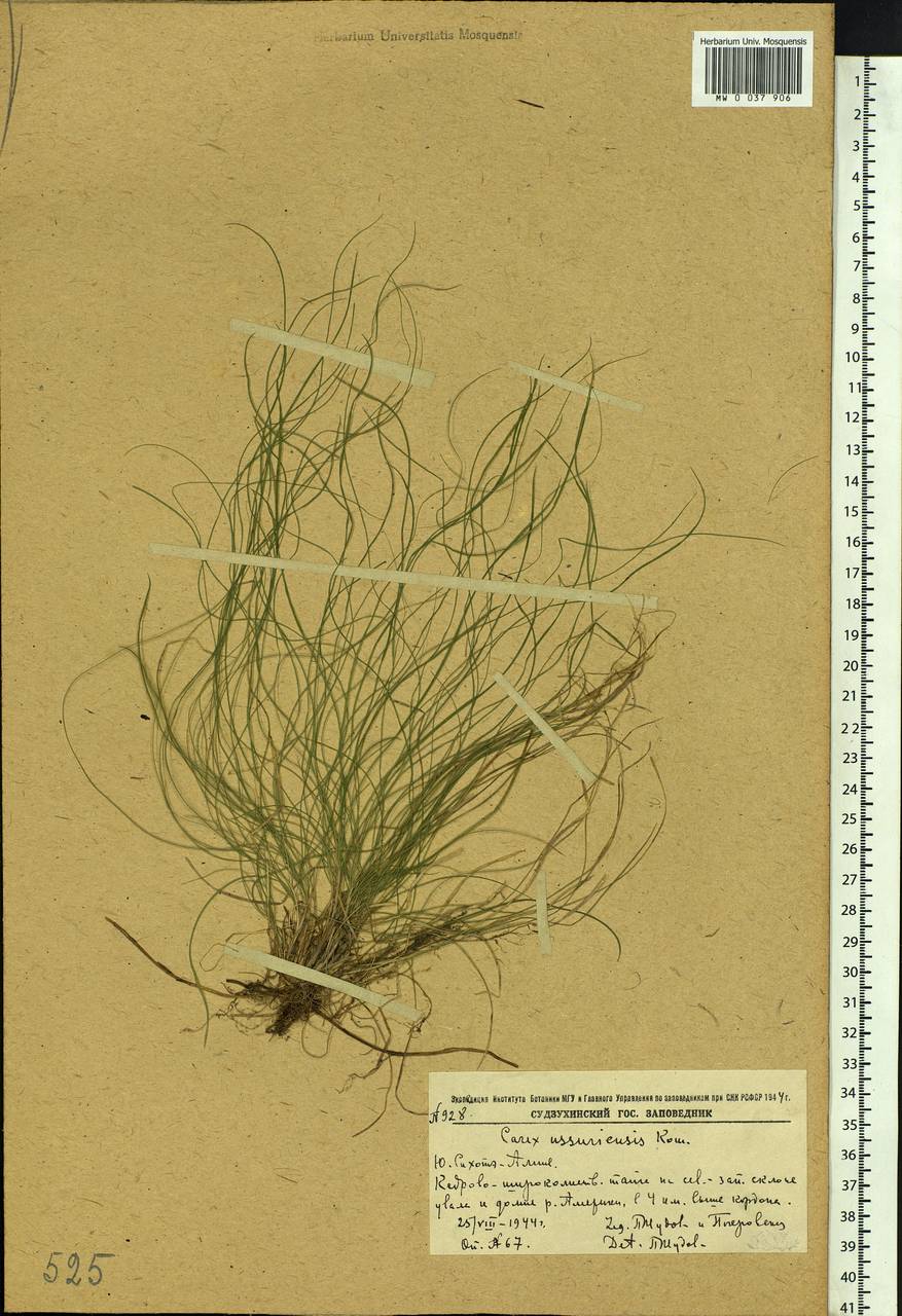 Carex ussuriensis Kom., Siberia, Russian Far East (S6) (Russia)