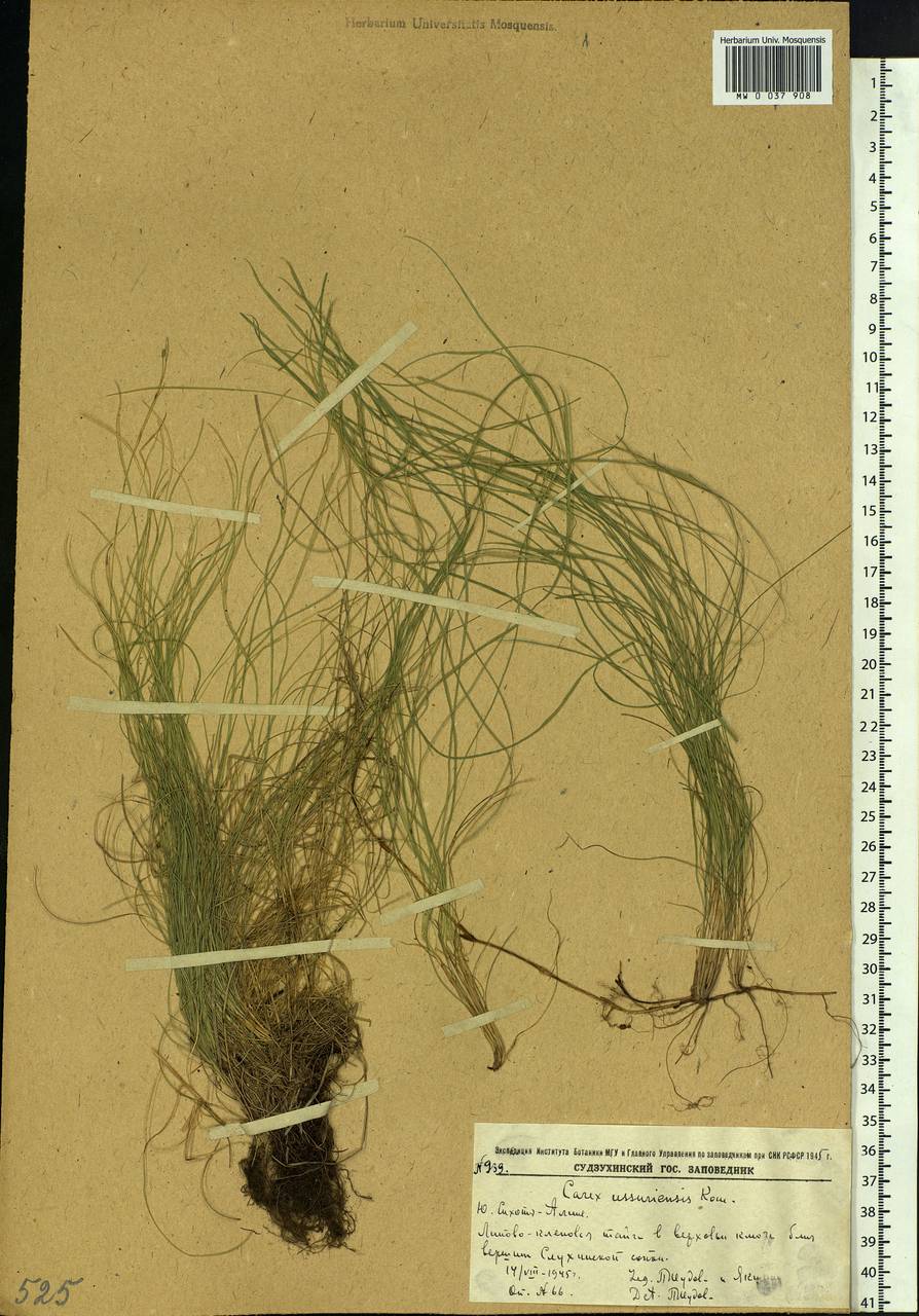 Carex ussuriensis Kom., Siberia, Russian Far East (S6) (Russia)