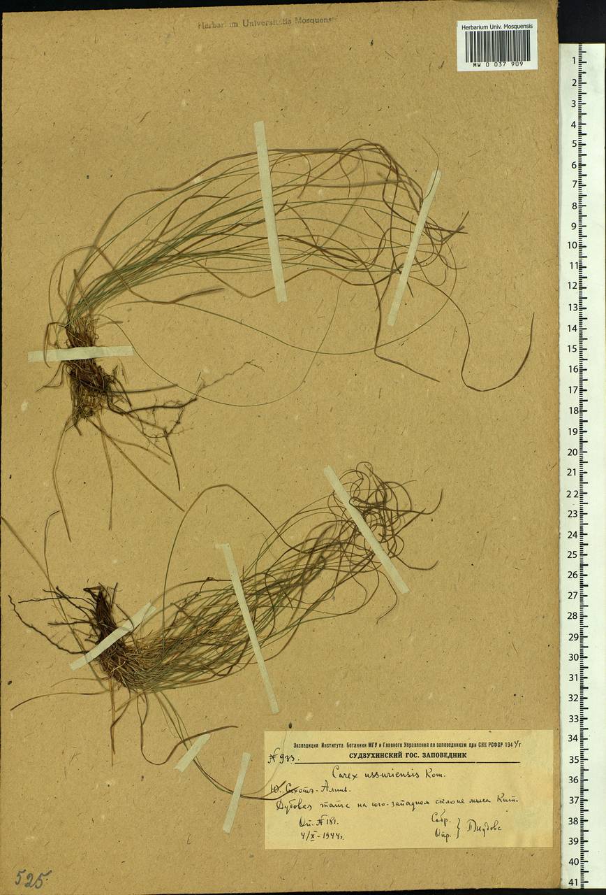 Carex ussuriensis Kom., Siberia, Russian Far East (S6) (Russia)