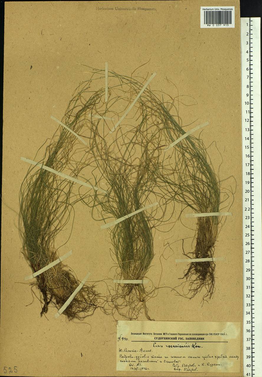 Carex ussuriensis Kom., Siberia, Russian Far East (S6) (Russia)