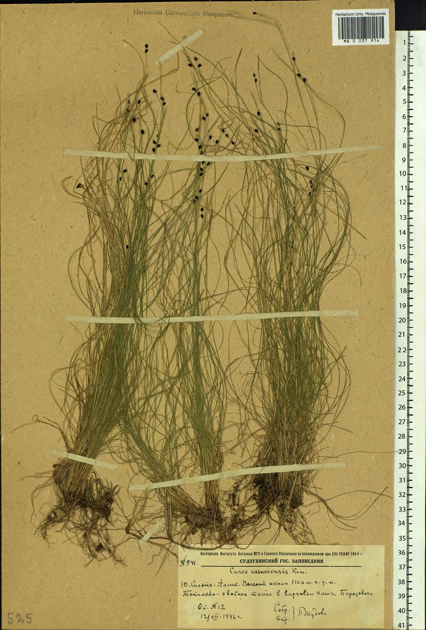 Carex ussuriensis Kom., Siberia, Russian Far East (S6) (Russia)