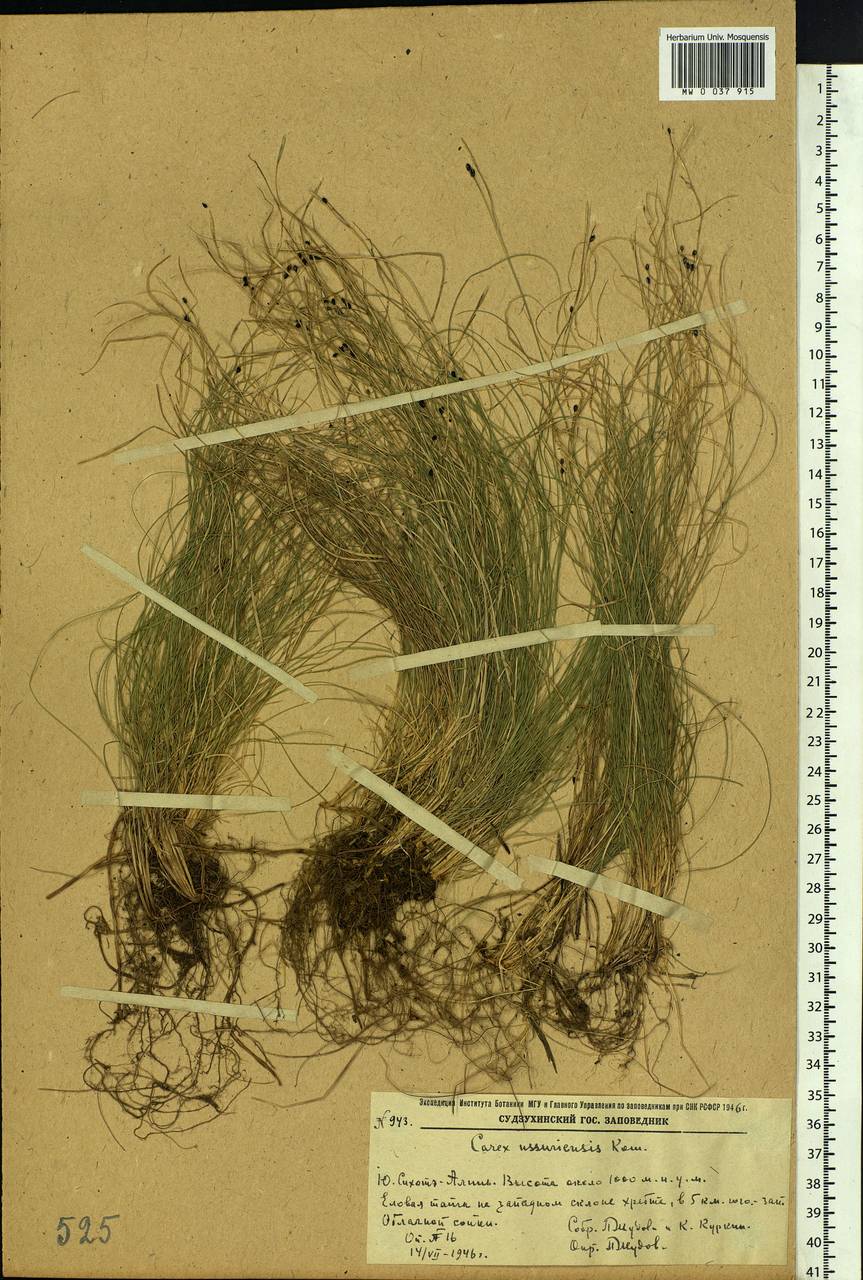Carex ussuriensis Kom., Siberia, Russian Far East (S6) (Russia)