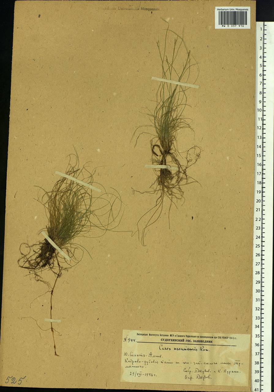 Carex ussuriensis Kom., Siberia, Russian Far East (S6) (Russia)