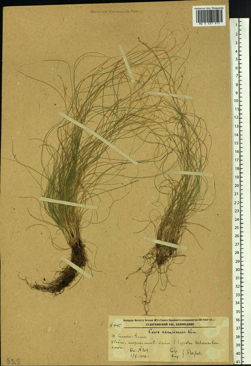 Carex ussuriensis Kom., Siberia, Russian Far East (S6) (Russia)