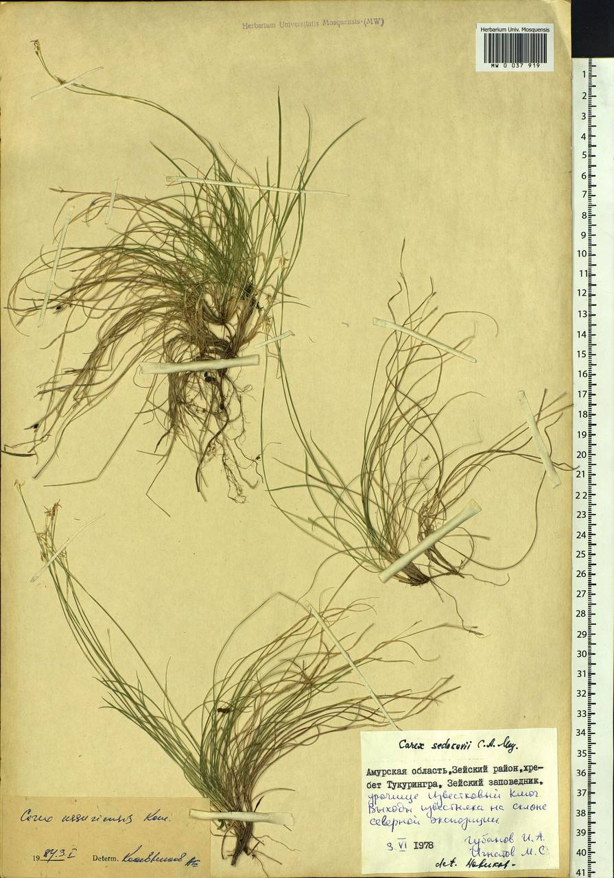 Carex ussuriensis Kom., Siberia, Russian Far East (S6) (Russia)