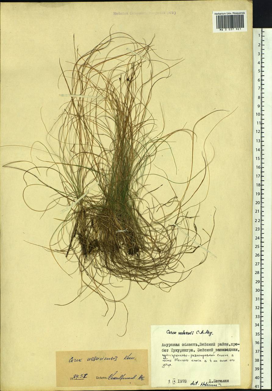 Carex ussuriensis Kom., Siberia, Russian Far East (S6) (Russia)